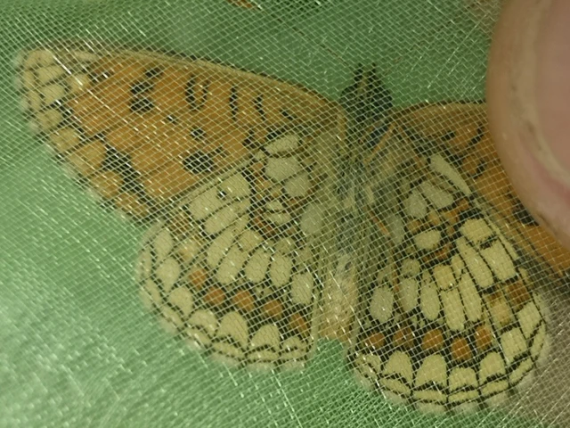 Melitaea athalia - közönséges tarkalepke