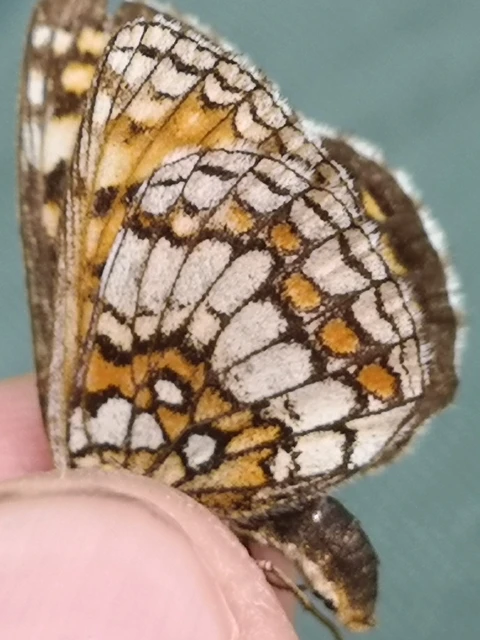 Melitaea athalia - közönséges tarkalepke
