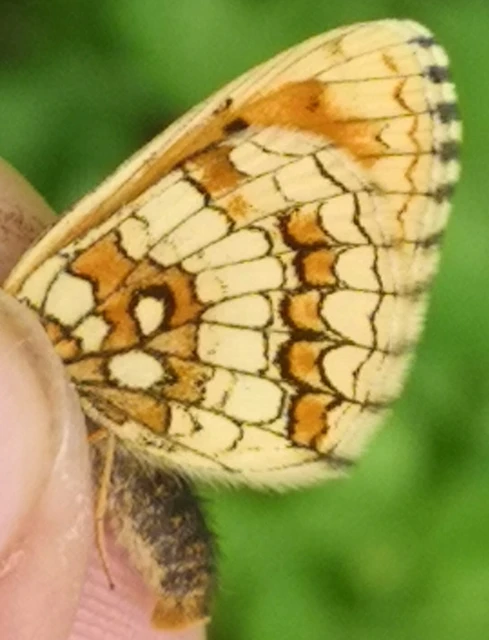 Melitaea athalia - közönséges tarkalepke