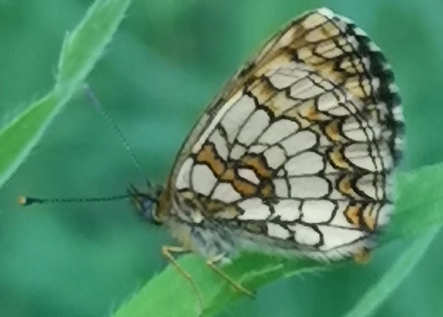 Melitaea athalia - közönséges tarkalepke