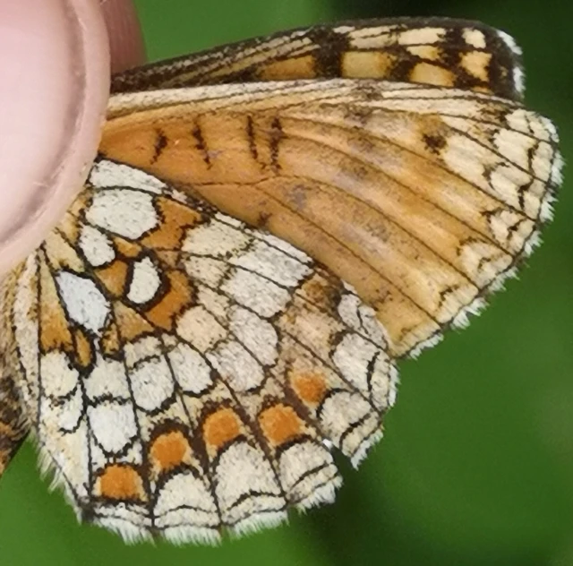 Melitaea athalia - közönséges tarkalepke