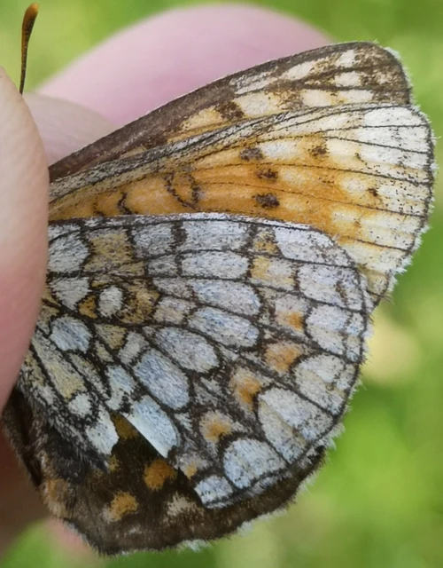 Melitaea athalia - közönséges tarkalepke