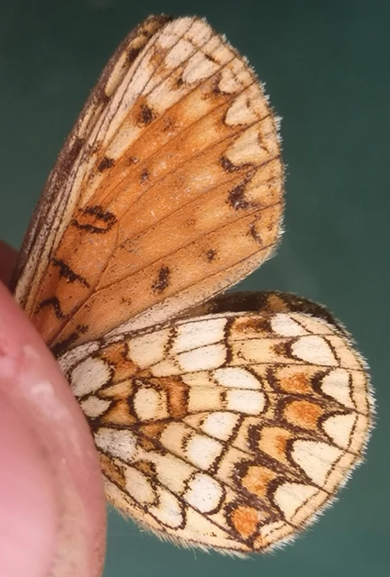 Melitaea athalia - közönséges tarkalepke