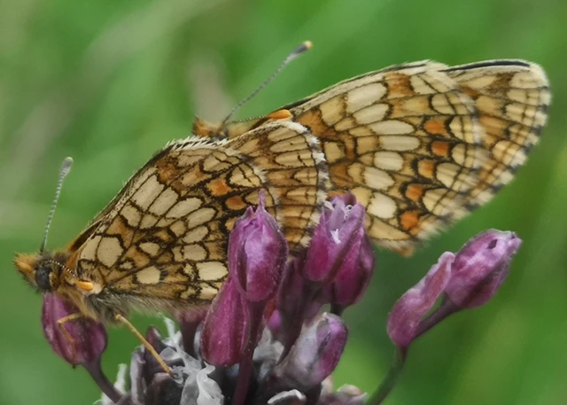 Melitaea athalia - közönséges tarkalepke