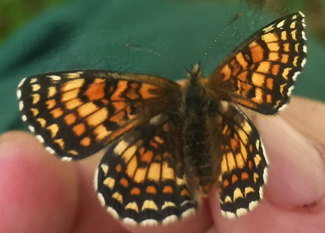 Melitaea athalia - közönséges tarkalepke