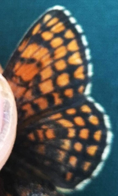 Melitaea athalia - közönséges tarkalepke