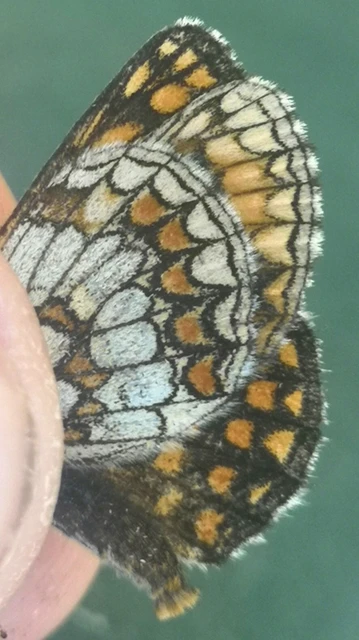 Melitaea athalia - közönséges tarkalepke