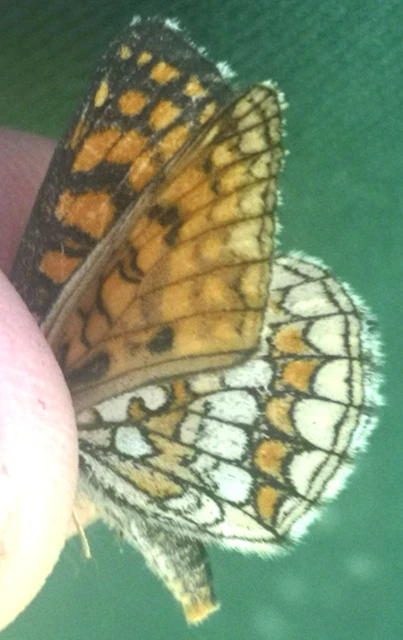 Melitaea athalia - közönséges tarkalepke