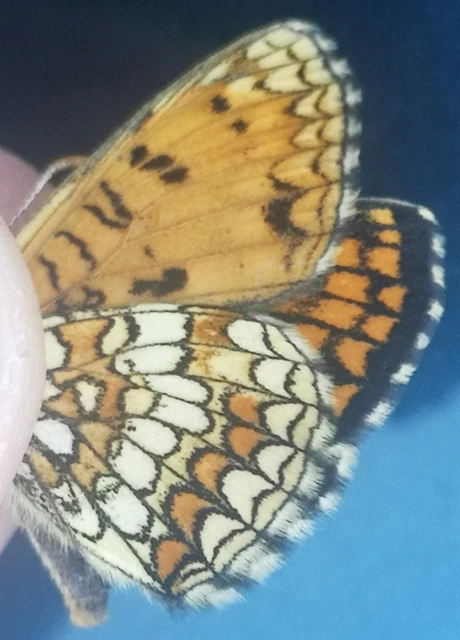 Melitaea athalia - közönséges tarkalepke