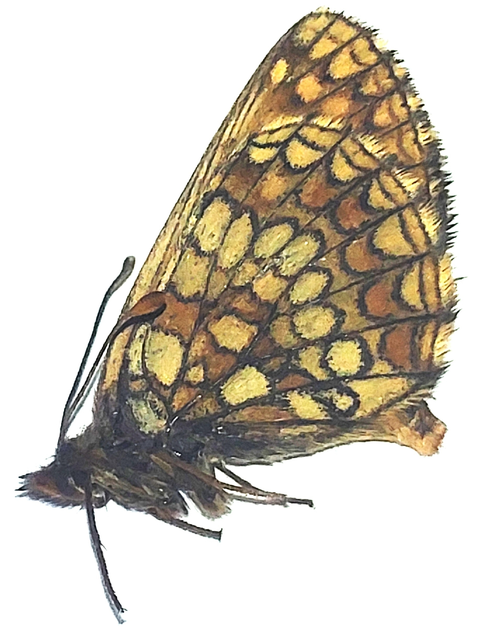 Melitaea aurelia - recés tarkalepke