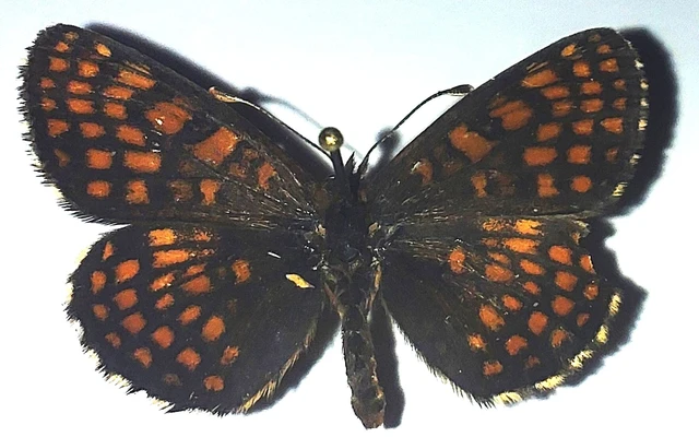 Melitaea aurelia - recés tarkalepke
