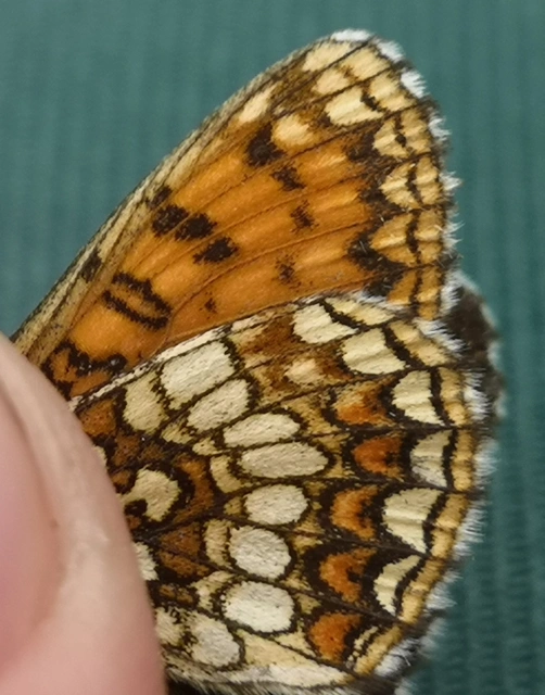 Melitaea aurelia - recés tarkalepke