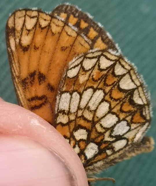Melitaea britomartis - barnás tarkalepke