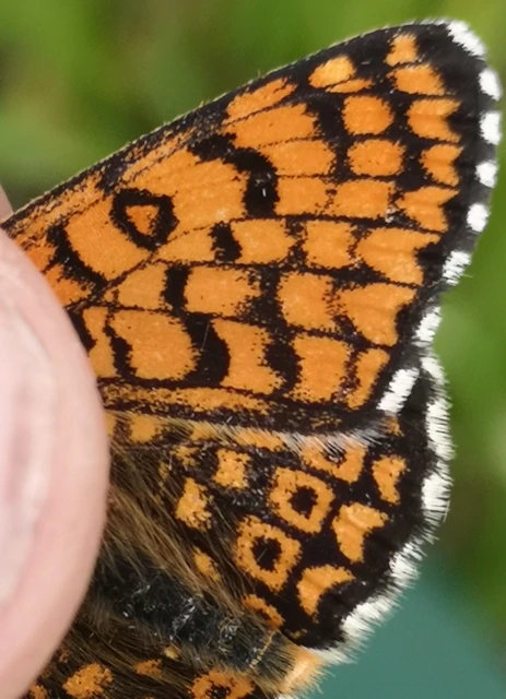 Melitaea cinxia - réti tarkalepke