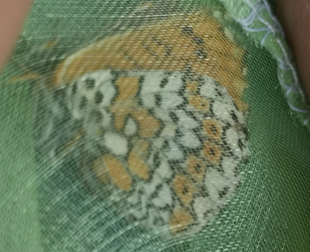 Melitaea cinxia - réti tarkalepke