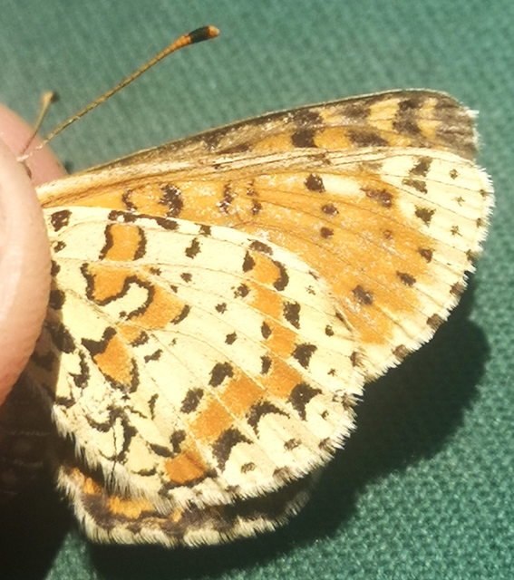 Melitaea didyma - tüzes tarkalepke