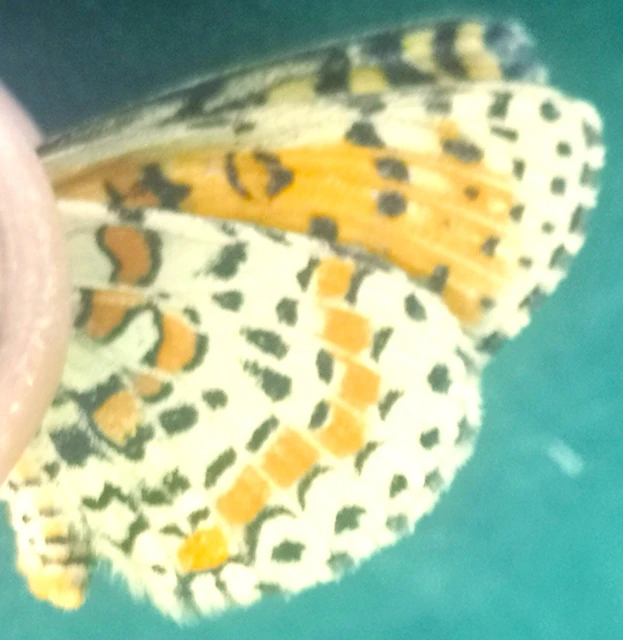 Melitaea didyma - tüzes tarkalepke