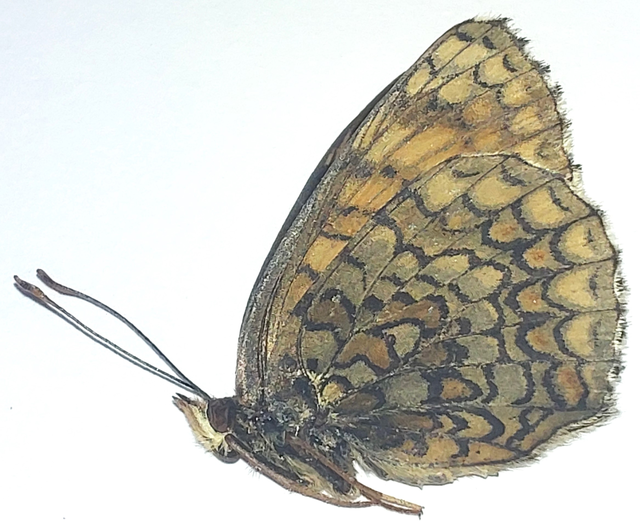 Melitaea ornata kovacsi - magyar tarkalepke