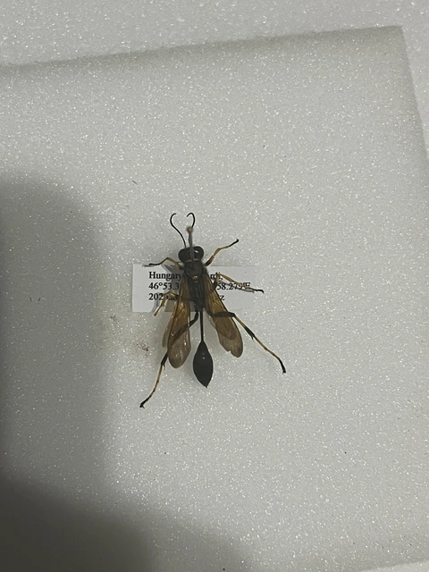 Isodontia mexicana - mexikói fűdarázs