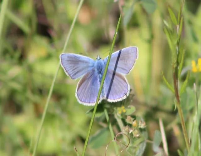 Polyommatus thersites - ibolyaszín boglárka