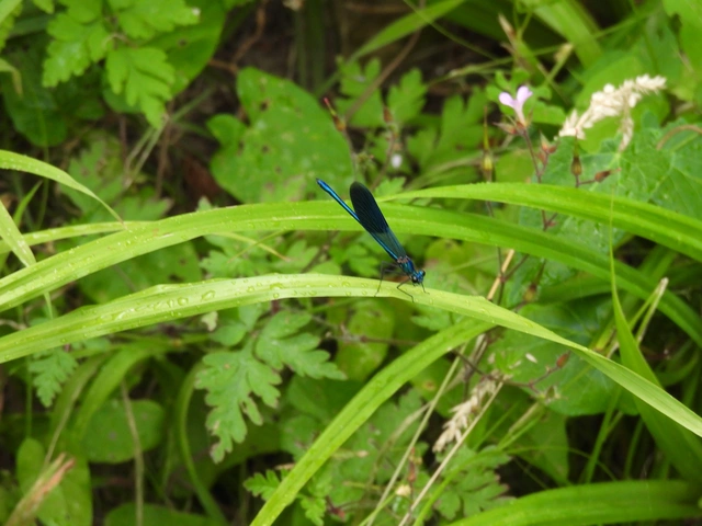 Calopteryx splendens - sávos szitakötő