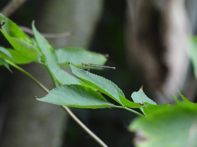 Platycnemis pennipes - széleslábú szitakötő