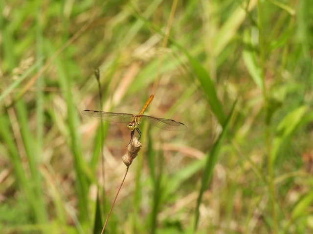 Sympetrum meridionale - fakó katona-szitakötő