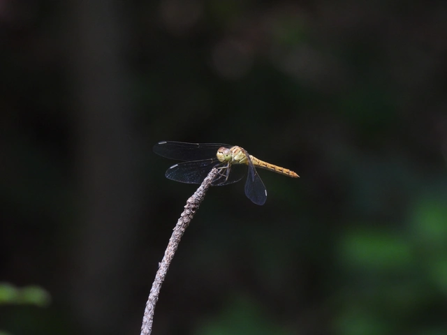Sympetrum meridionale - fakó katona-szitakötő