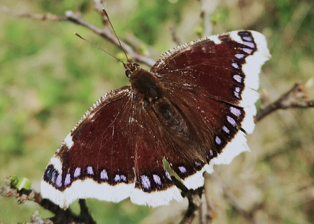 Nymphalis antiopa - gyászlepke