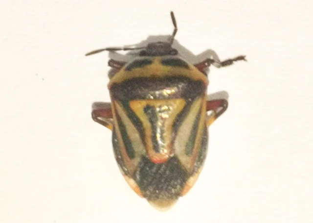 Perillus bioculatus