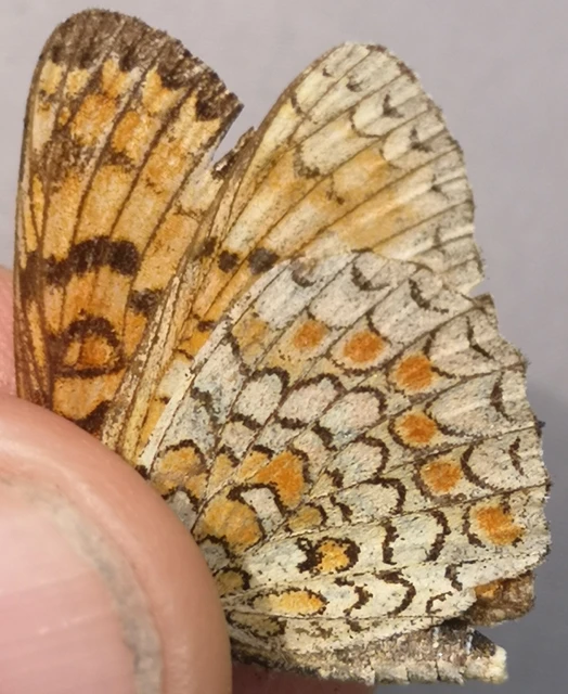 Melitaea phoebe - nagy tarkalepke