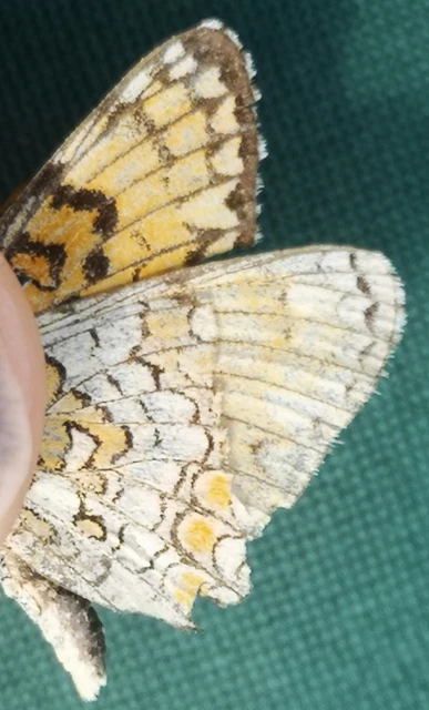 Melitaea phoebe - nagy tarkalepke