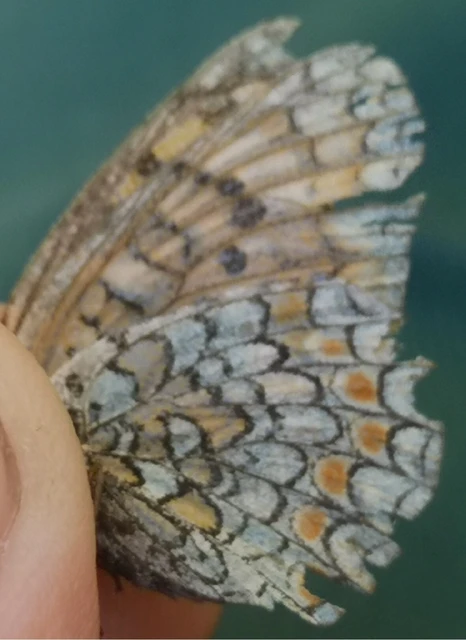 Melitaea phoebe - nagy tarkalepke