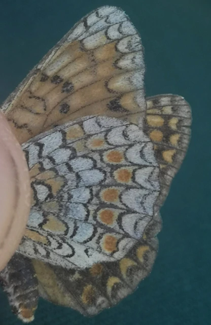 Melitaea phoebe - nagy tarkalepke