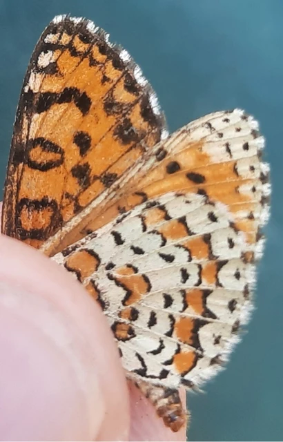 Melitaea trivia - kis tarkalepke