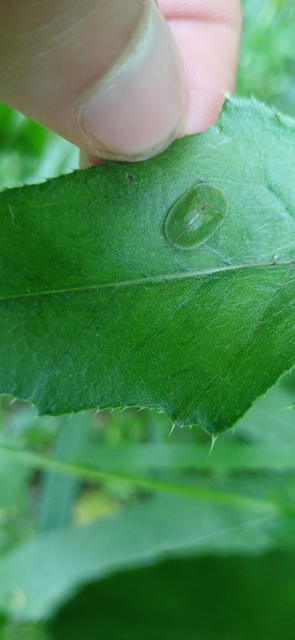 Cassida rubiginosa - lapos pajzsbogár