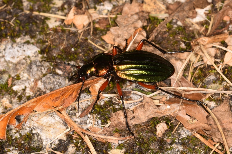 Carabus auronitens vindobonensis - feketebordás aranyfutrinka