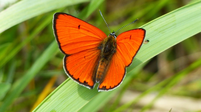Lycaena dispar rutilus - nagy tűzlepke