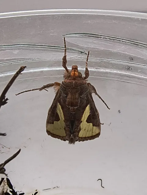 Thysanoplusia orichalcea - sujtásos aranybagoly