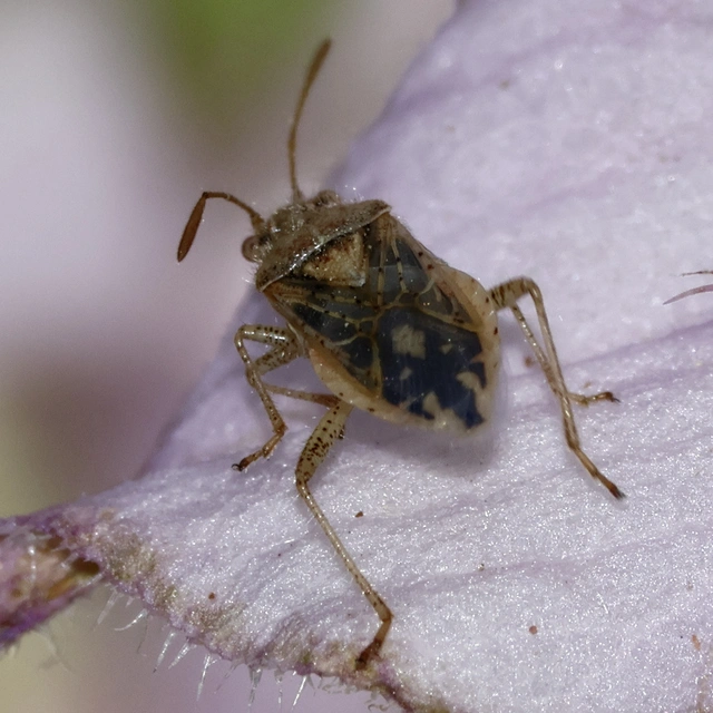 Rhopalidae - üvegpoloskák