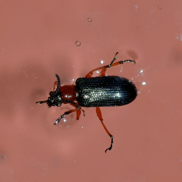 Oulema melanopus/duftschmidi