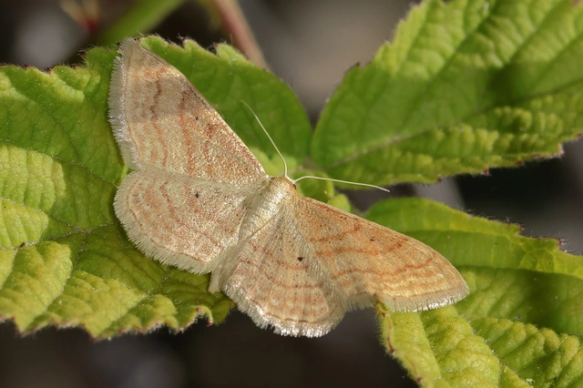 Idaea rufaria - vörhenyes sávosaraszoló