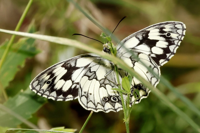 Melanargia galathea - sakktáblalepke