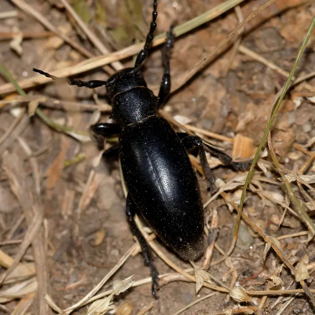 Dorcadion aethiops - fekete gyalogcincér