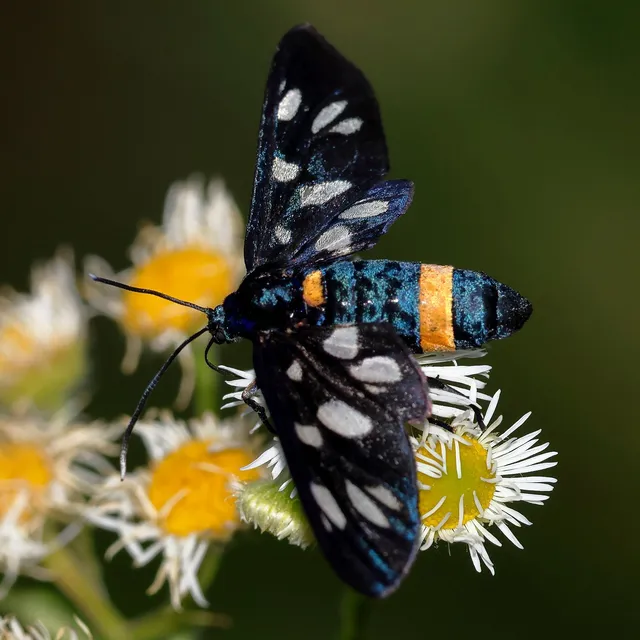 Amata phegea - fehérpettyes álcsüngőlepke