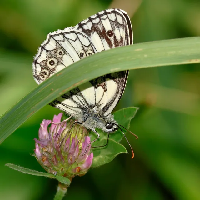 Melanargia galathea - sakktáblalepke