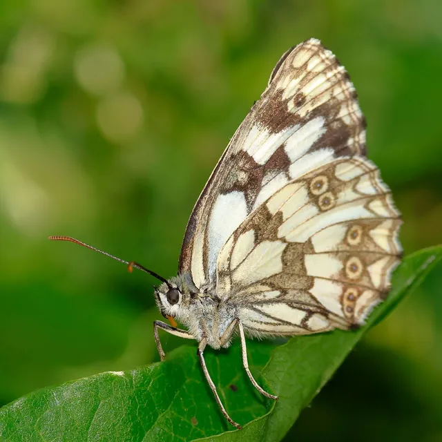 Melanargia galathea - sakktáblalepke