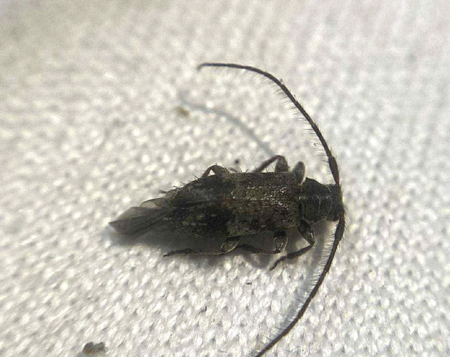 Exocentrus lusitanus - hársfa-rőzsecincér