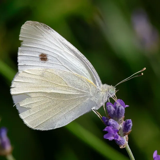 Pieris rapae - répalepke