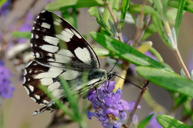 Melanargia galathea - sakktáblalepke